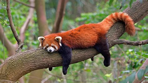 are red pandas native to china